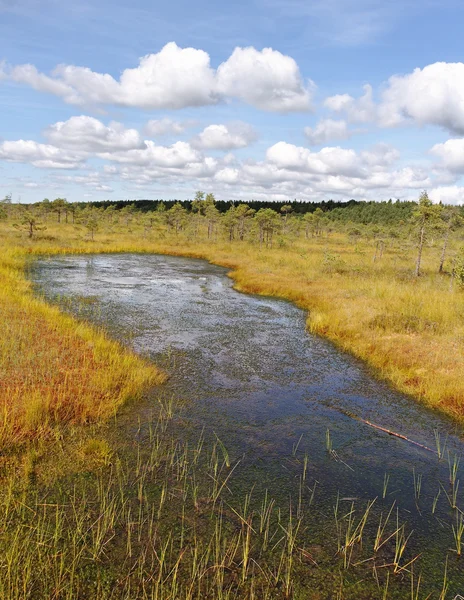 View to the bog. — Stock Photo, Image