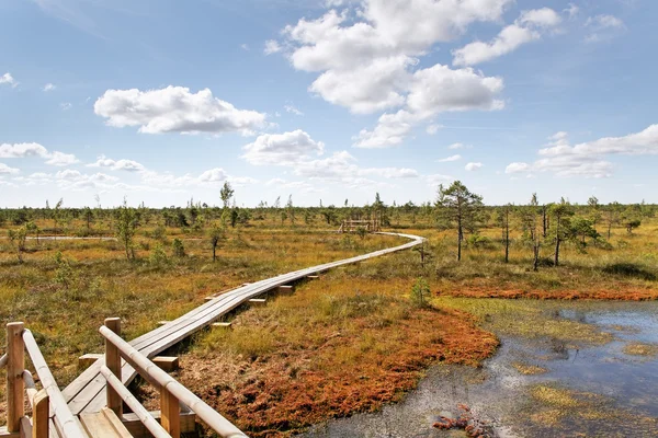 Camino de madera en el pantano . — Foto de Stock