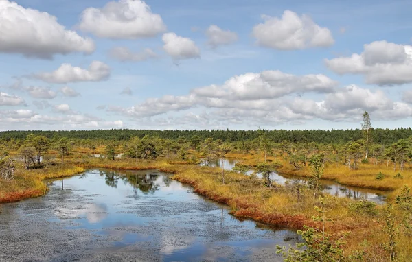 View to the lake in the bog. — Stock Photo, Image