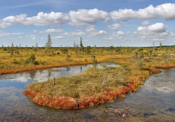 View to the lake in the bog. — Stock Photo, Image