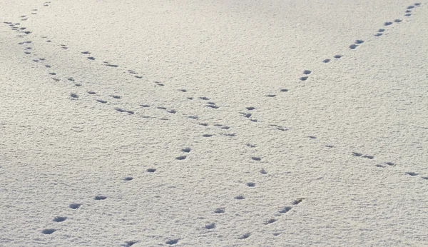 Detalle de fondo de nieve . —  Fotos de Stock