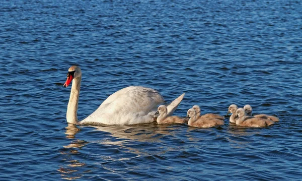 Swans on water surface. — Stock Photo, Image