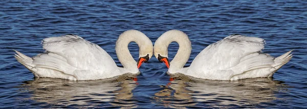 Two swans on water. — Stock Photo, Image