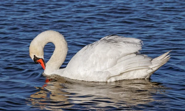 Swan on water surface. — Stock Photo, Image