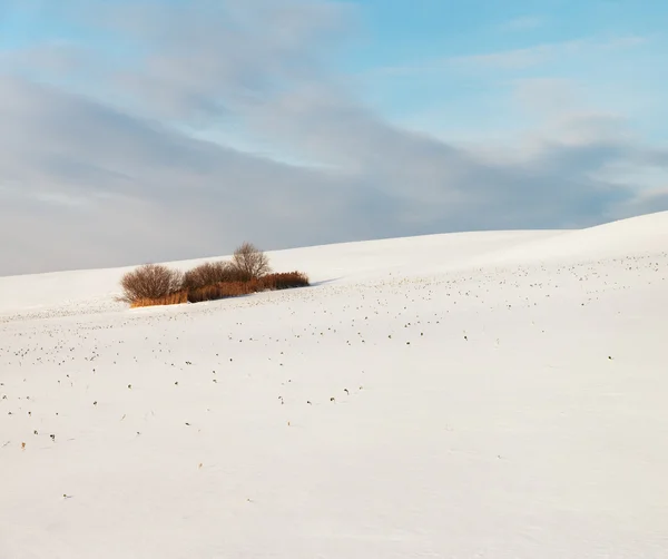 Campo coberto de neve . — Fotografia de Stock