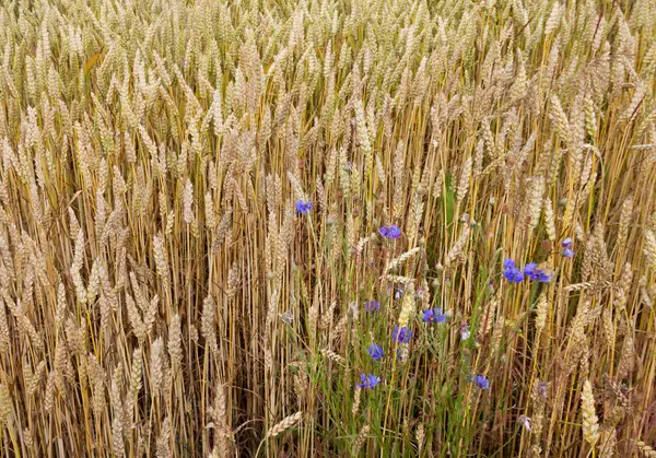 El campo de trigo en verano . — Foto de Stock