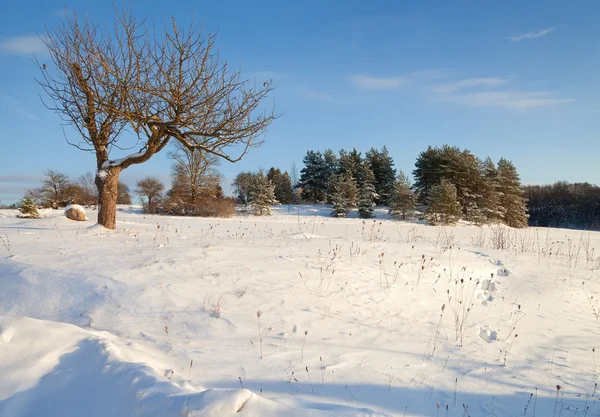 Natürliche Winterlandschaft. — Stockfoto