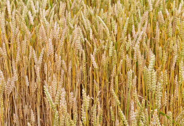 Campo de trigo em um outono . — Fotografia de Stock