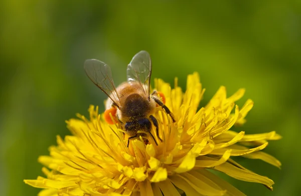 Bee on a flower. — Stock Photo, Image