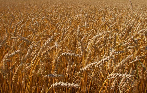 Rijpe tarwe op een veld. — Stockfoto