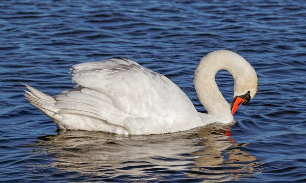 Swan on water surface. — Stock Photo, Image