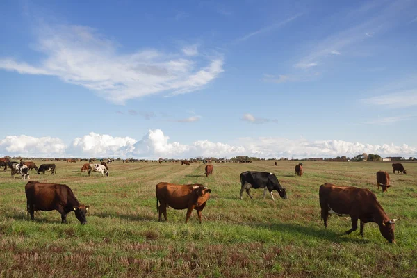 Caws en un prado . — Foto de Stock