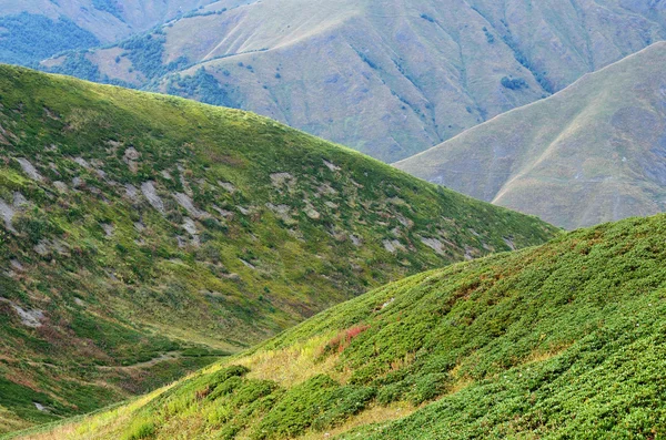 Rododendros em montanhas do Cáucaso, Svaneti, famosa rota de trekking para a aldeia de Ushguli, Geórgia, Europa — Fotografia de Stock