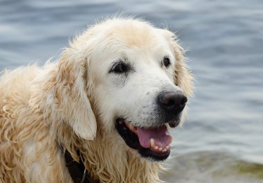 Portre Yüzme golden retriever-av köpeği