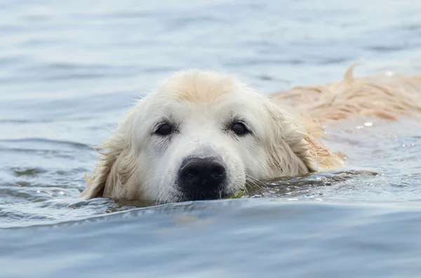 Portrait of swimming golden retriever -hunting dog — Stock Photo, Image