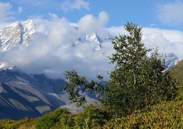 Árbol de abedul en las montañas del Cáucaso, Alto Svaneti en la famosa ruta de trekking al asentamiento europeo más alto Ushguli, Georgia, Europa — Foto de Stock