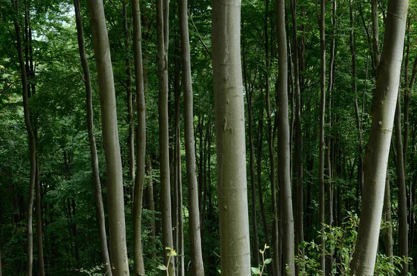 Pravěké buk lesní Karpaty, západní Ukrajina, dědictví UNESCO — Stock fotografie