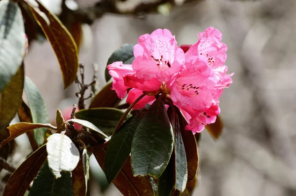 Gren av blommande Rhododendron rosa blommor i Himalaya, Nepal, Everest regionen, Nepal, Asien — Stockfoto