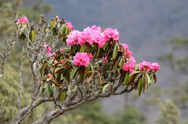 Branch of blossoming Rhododendron flowers in Himalayas, Nepal, Everest region, Nepal, Ásia — Fotografia de Stock