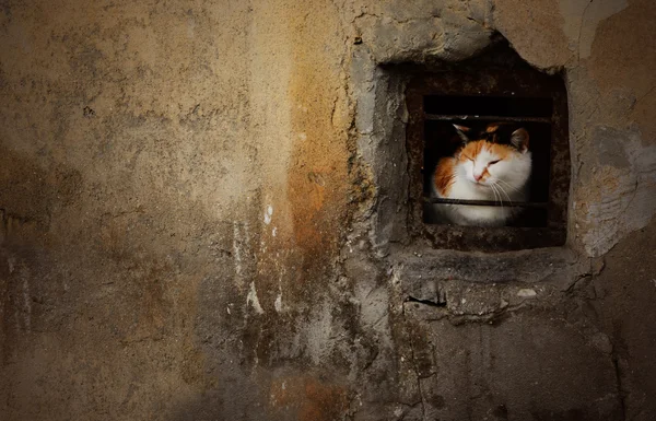 Portrait dramatique d'un chat errant assis dans la petite fenêtre du sous-sol d'une maison abandonnée — Photo