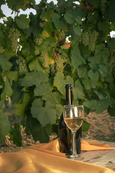 Стакан с белым вином в винограднике на старом столе — стоковое фото