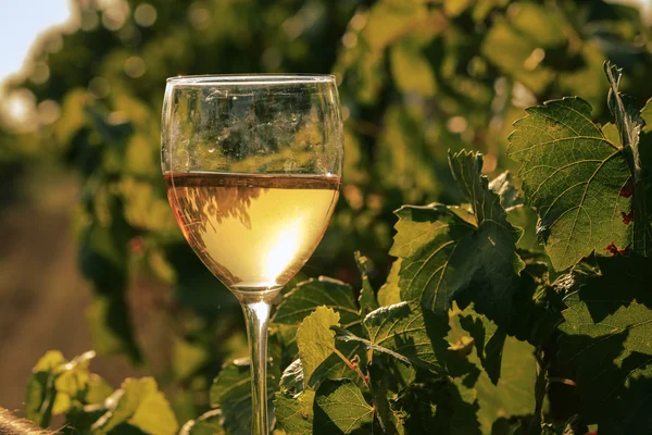 Bicchiere con vino bianco in vigna su vecchio tavolo — Foto Stock