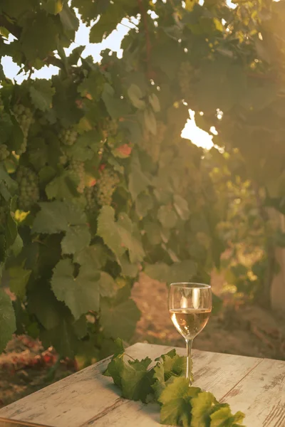 Glas mit Weißwein im Weinberg auf altem Tisch — Stockfoto