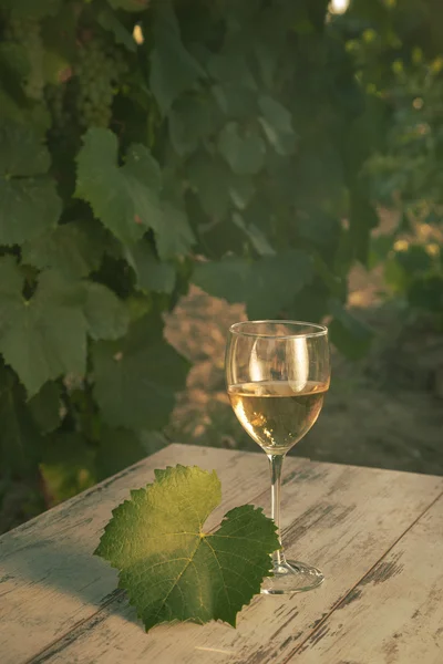 Sklo s bílým vínem ve vinici na starý stůl — Stock fotografie