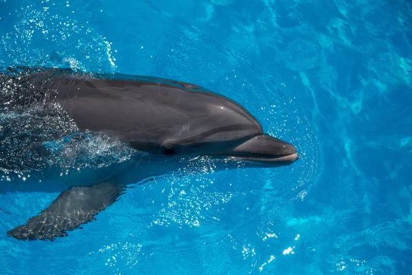 Dolphin nära upp stående medan du tittar på dig när du ler — Stockfoto