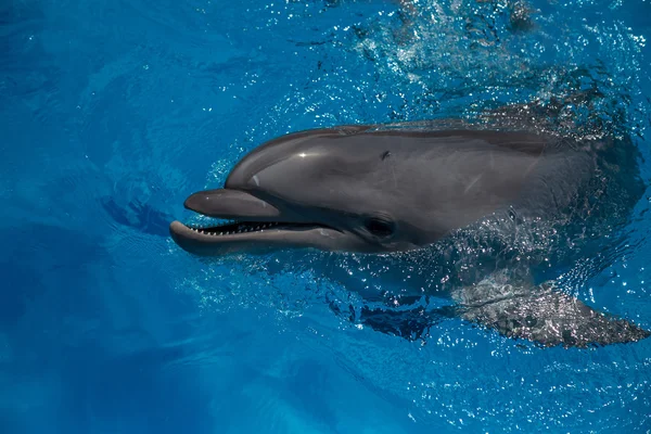 Dolphin nära upp stående medan du tittar på dig när du ler — Stockfoto