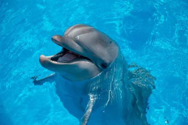 Дельфин крупным планом портрет, глядя на вас, улыбаясь — стоковое фото
