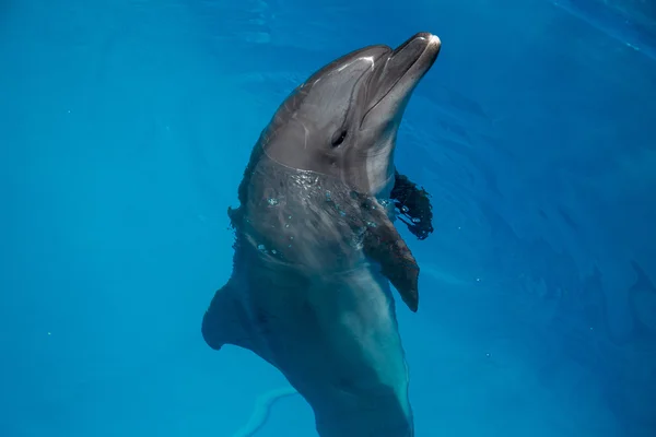 Dolphin nära upp stående medan du tittar på dig när du ler — Stockfoto