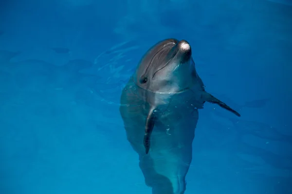 Dolphin close up portrait while looking at you while smiling — Stock Photo, Image