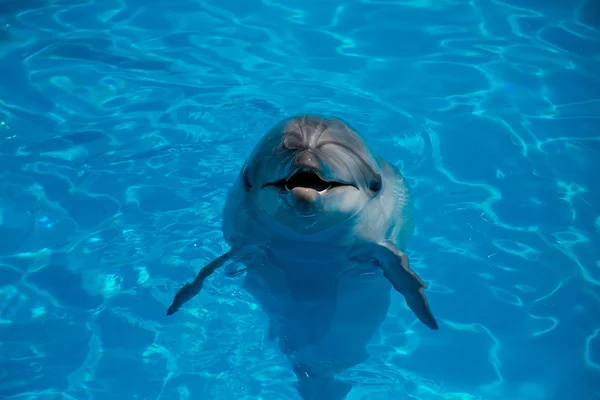 Dolfijn dicht omhoog portret terwijl op zoek naar jou terwijl het glimlachen — Stockfoto