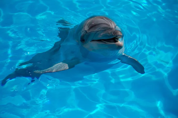 Dolphin nära upp stående medan du tittar på dig när du ler — Stockfoto