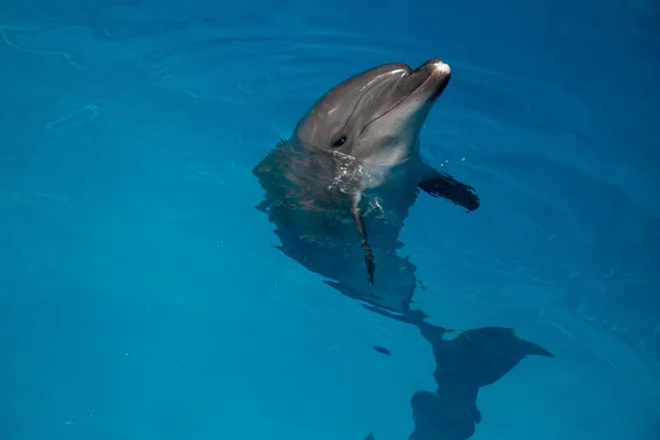 Dolphin nära upp stående medan du tittar på dig när du ler — Stockfoto