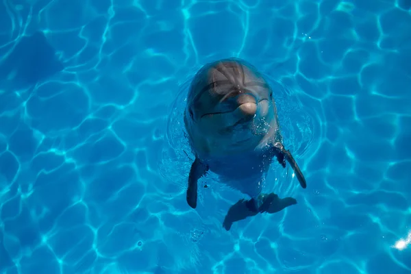 Dolfijn dicht omhoog portret terwijl op zoek naar jou terwijl het glimlachen — Stockfoto