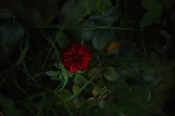 Beautiful roses in garden, roses for Valentine Day. beautiful deep dark colors, hipster or Vintage tones