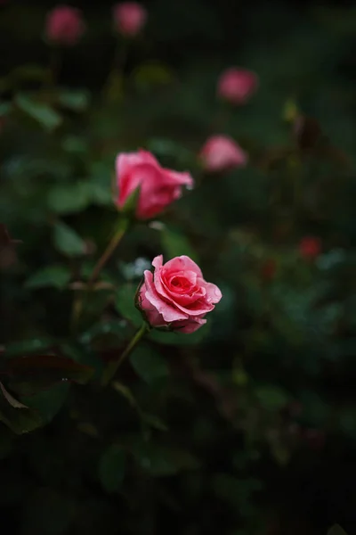 Krásné Růže Zahradě Růže Valentýna Krásné Tmavé Barvy Hipster Nebo — Stock fotografie