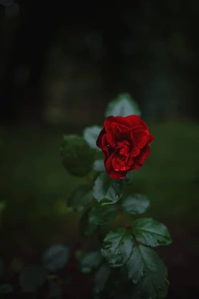 庭の美しいバラ バレンタインデーのバラ 美しい深い暗い色 ヒップスターまたはヴィンテージトーン — ストック写真