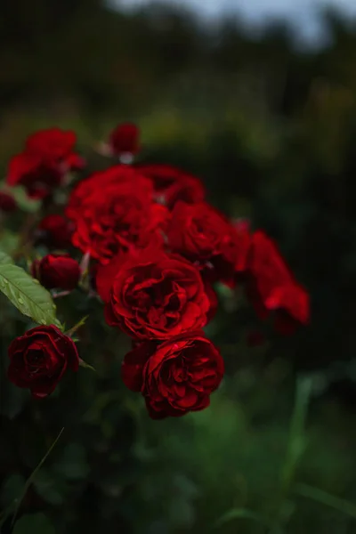 Krásné Růže Zahradě Růže Valentýna Krásné Tmavé Barvy Hipster Nebo — Stock fotografie