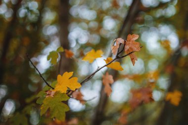 Turuncu sonbahar yapraklarının yumuşak ışıktaki görüntüsünü kapat. Klasik görünüş, sonbahar renkli arkaplan