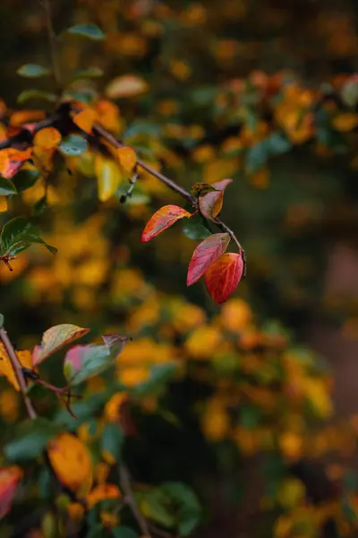 Közelkép Narancssárga Őszi Levelekről Lágy Fénynél Vintage Megjelenés Őszi Színes — Stock Fotó
