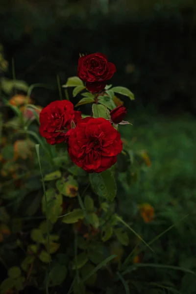 庭の美しいバラ バレンタインデーのバラ 美しい深い暗い色 ヒップスターまたはヴィンテージトーン — ストック写真