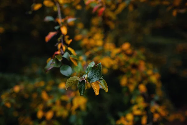 Nahaufnahme Von Orangefarbenen Herbstblättern Bei Weichem Licht Vintage Look Herbst — Stockfoto