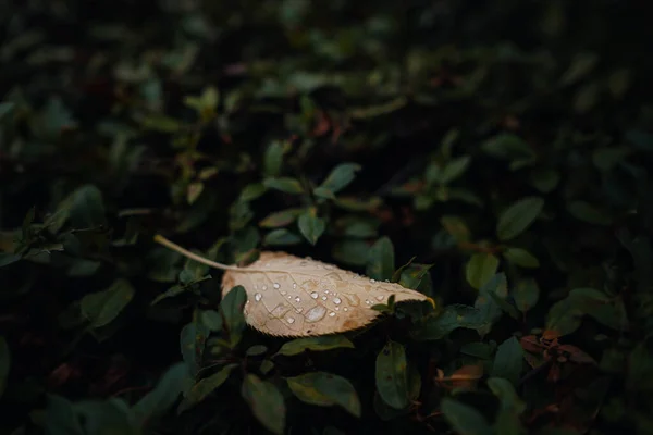 Close Afbeelding Van Oranje Herfstbladeren Bij Zacht Licht Vintage Look — Stockfoto