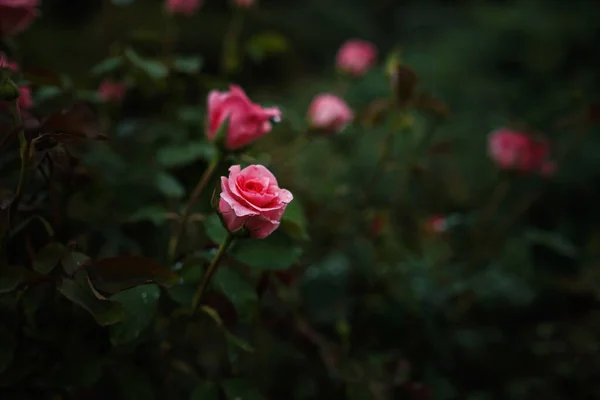 Krásné Růže Zahradě Růže Valentýna Krásné Tmavé Barvy Hipster Nebo — Stock fotografie