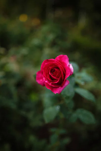 Прекрасні Троянди Саду Троянди Валентинів День Прекрасні Темно Коричневі Кольори — стокове фото