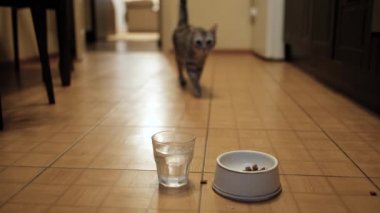 Kedi kuru yiyeceklerin döküldüğü klozete koşar, kedi kaseden yemek yer. Kuru yem ve tekir gri kedi.