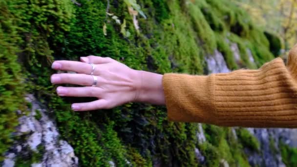 女性の手をそっと森の中の壁に緑の苔に触れる スローモーション — ストック動画